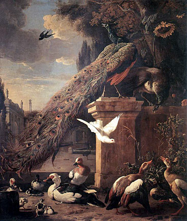 Peacock